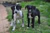 3 cachorros cruce de dalmata en adopción