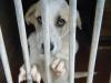 Logoo de (Adoptados o sacrificados) ¡Perros de la perrera de Santander