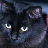 Petición de ayuda urgente para  proyecto gato de vigo
